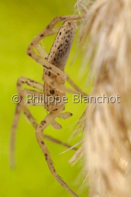 Philodromidae_0472.JPG - France, Araneae, Philodromidae, Araignée, Philodrome (Tibellus sp), jeune mâle, Running crab spider